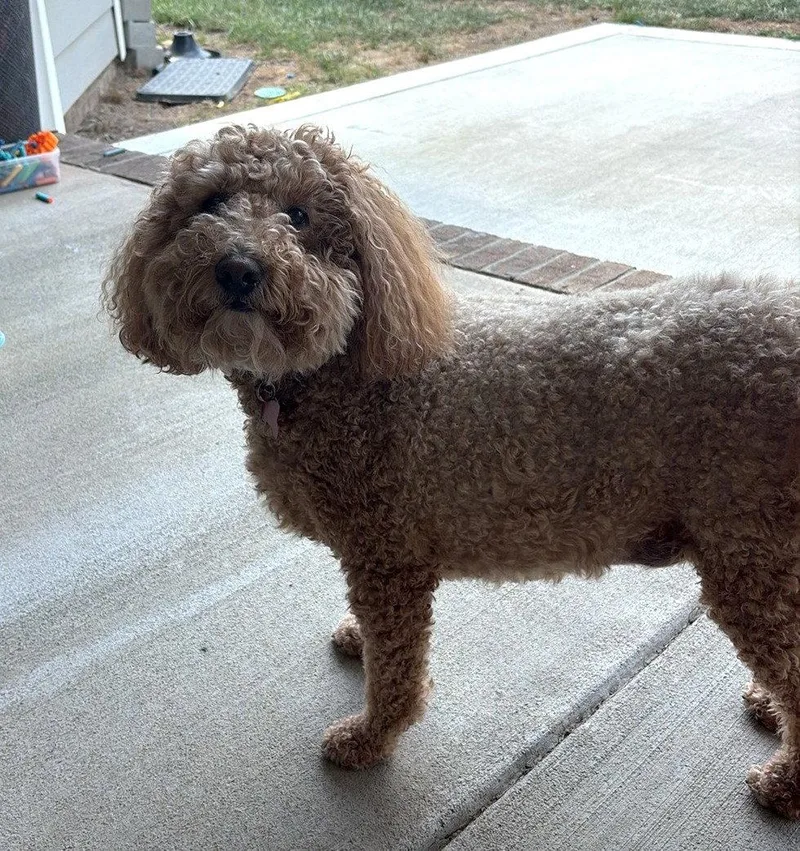 Roux