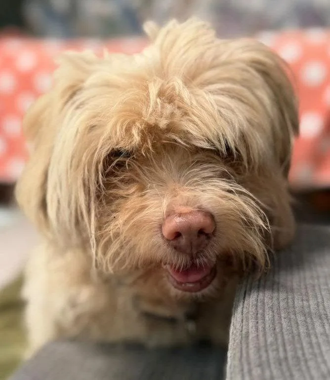 A senior small-sized male Maltese dog named Luigy for adoption in Woodland, CA