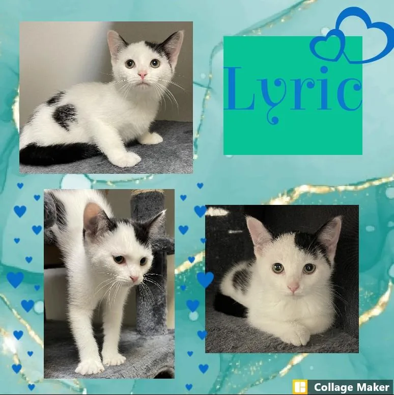A young medium-sized female Domestic Short Hair cat named Lyric for adoption in Clearfield, PA