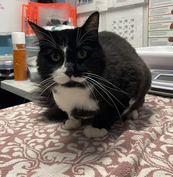 A senior small-sized female Domestic Long Hair cat named Magwa for adoption in San Diego, CA
