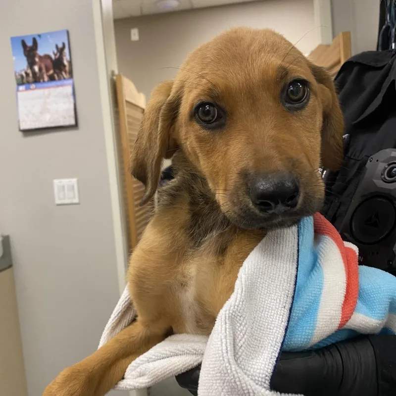 A baby small-sized female Yellow / Tan / Blond / Fawn German Shepherd Dog dog named Thread for adoption in Westminster, CA
