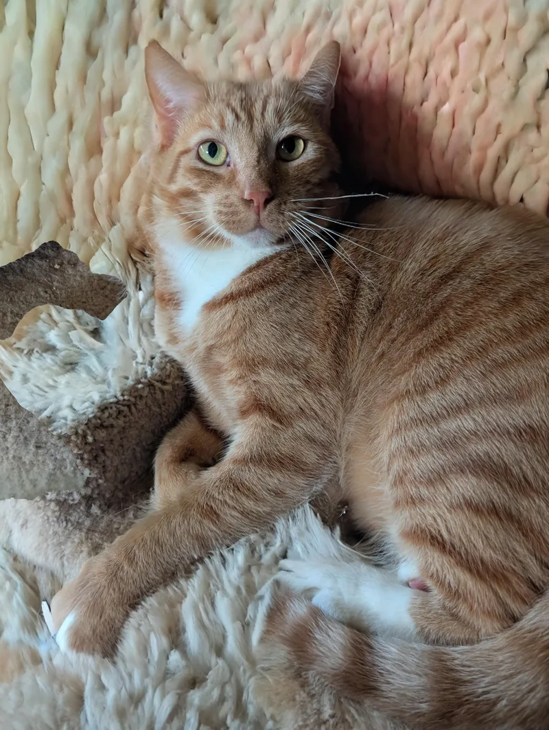 Finnegan thumbnail 2