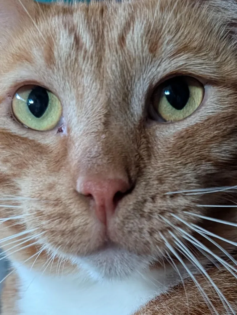 Finnegan thumbnail 3