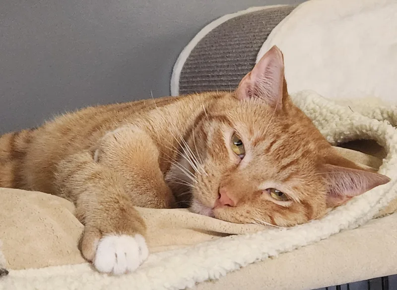 Finnegan thumbnail 4