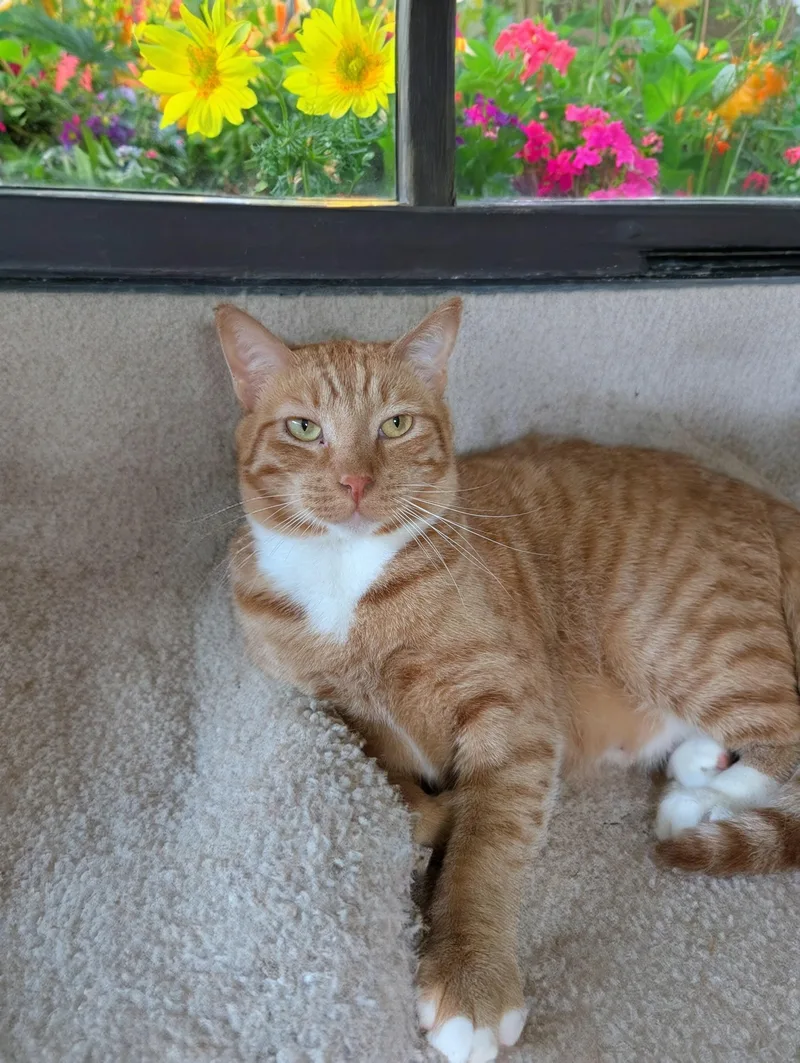 Finnegan thumbnail 5