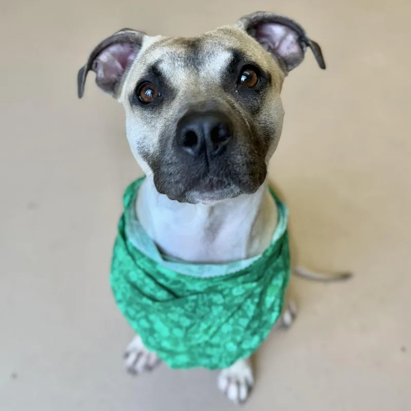 A young medium-sized female Yellow / Tan / Blond / Fawn Pit Bull Terrier dog named "fettuccini" for adoption in Perkiomenville, PA