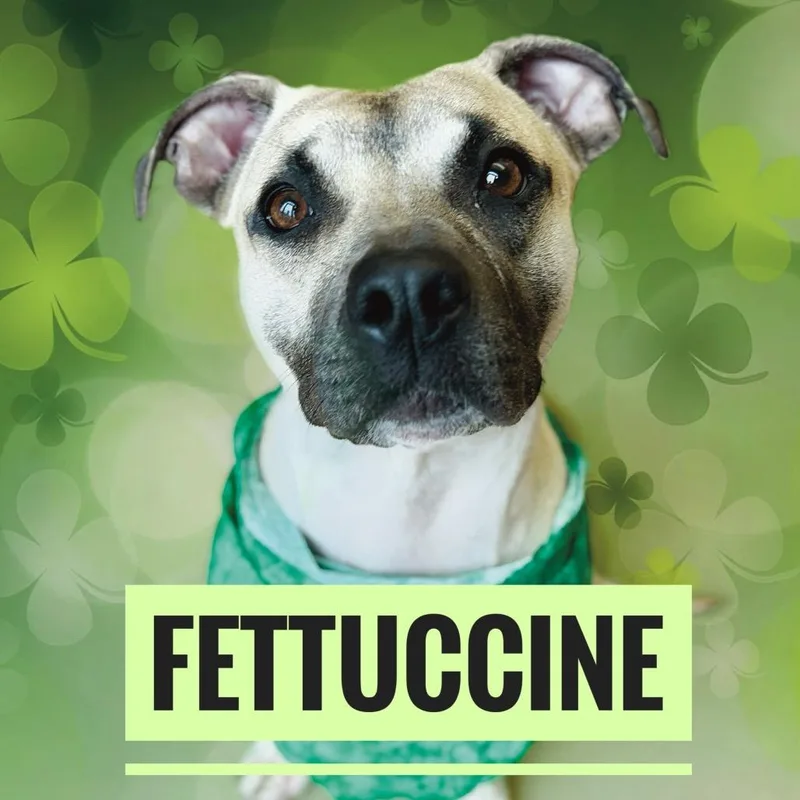 "fettuccini" thumbnail 4