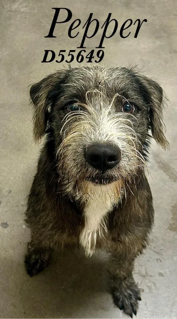 Pepper