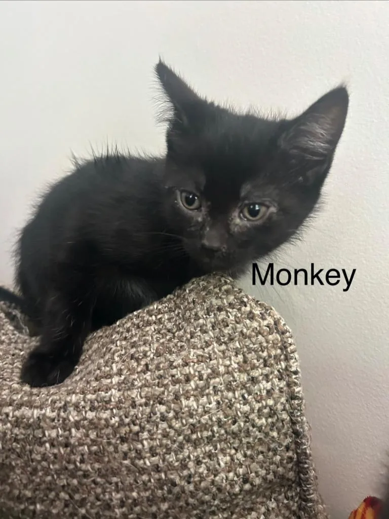 Monkey thumbnail 3