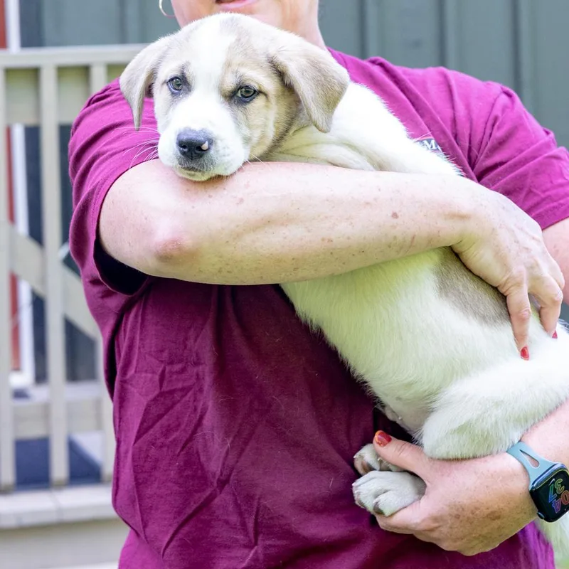 A baby medium-sized male White / Cream Saint Bernard dog named Troubleavail for adoption in West Grove, PA
