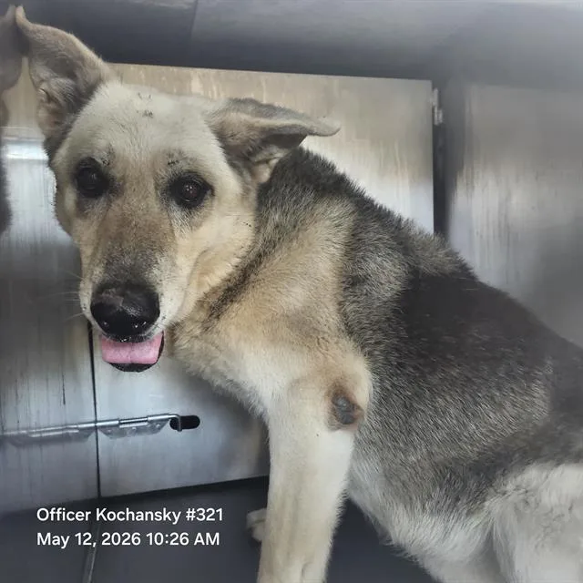 An adult large-sized female German Shepherd Dog dog named Daisy for adoption in San Antonio, TX