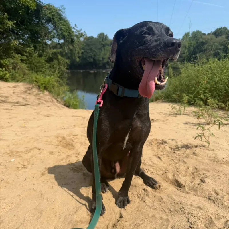 An adult medium-sized male Black Labrador Retriever dog named Chance for adoption in Rock Hill, SC