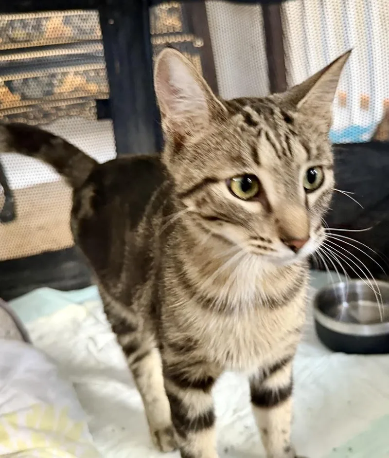A baby large-sized male Bengal cat named Oliver for adoption in Chicago, IL