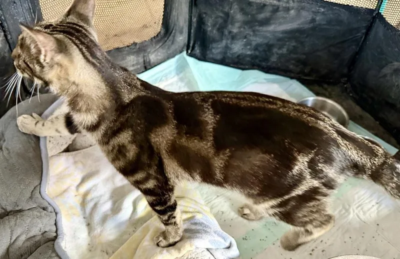 Oliver thumbnail 2