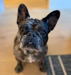 An adult medium-sized female Merle (Blue) French Bulldog dog named Cookie Crisp for adoption in San Marcos, CA