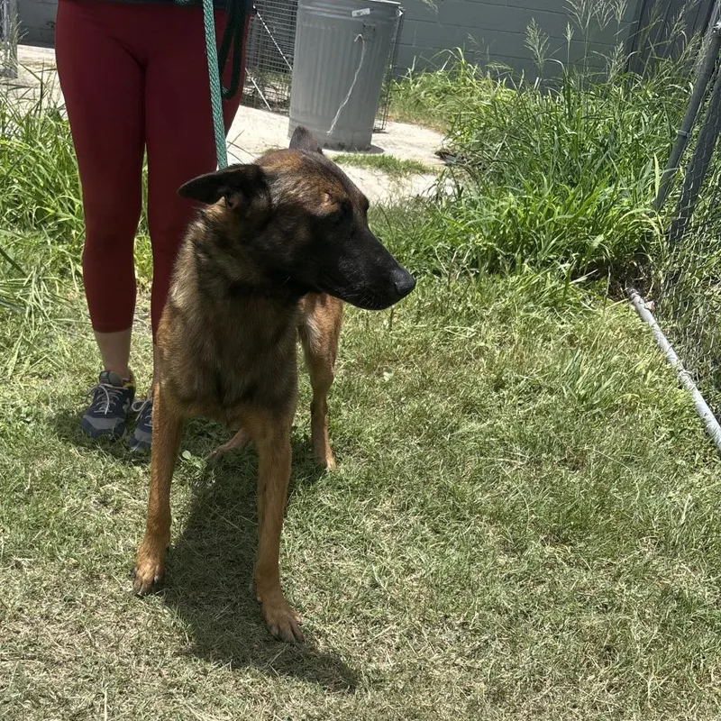 A young medium-sized male Brown / Chocolate Mixed Breed dog named Kazoo for adoption in Austin, TX