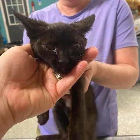 A baby small-sized female Black Domestic Short Hair cat named Green Eyed Girl for adoption in Fredericksburg, VA