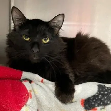 An adult large-sized male Black Domestic Long Hair cat named Merlin for adoption in Downers Grove, IL