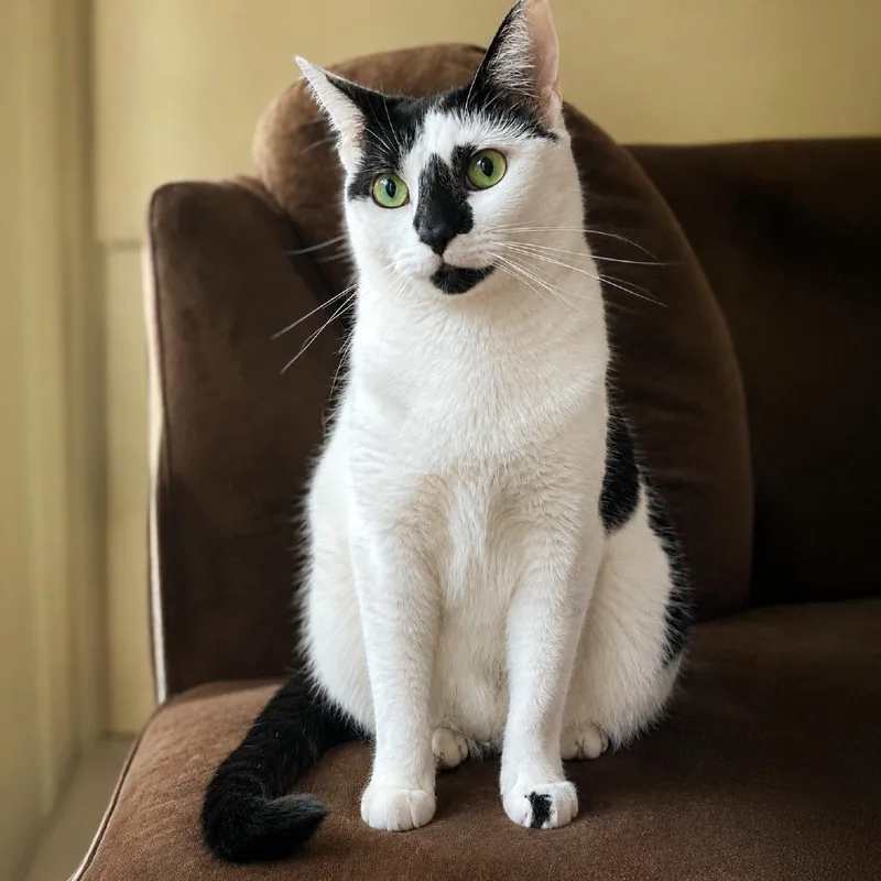A senior small-sized female Black Domestic Short Hair cat named Murray for adoption in Austin, TX