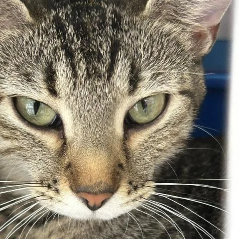 A young medium-sized female American Shorthair cat named Olive for adoption in Poplar Bluff, MO