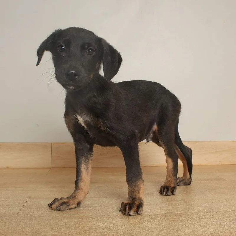 A baby large-sized male Black German Shepherd Dog named Lentil D for adoption in Minnetonka, MN