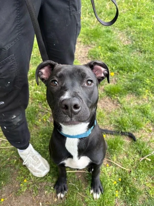 A young medium-sized male Black Pit Bull Terrier dog named Toby for adoption in Waterloo, IA