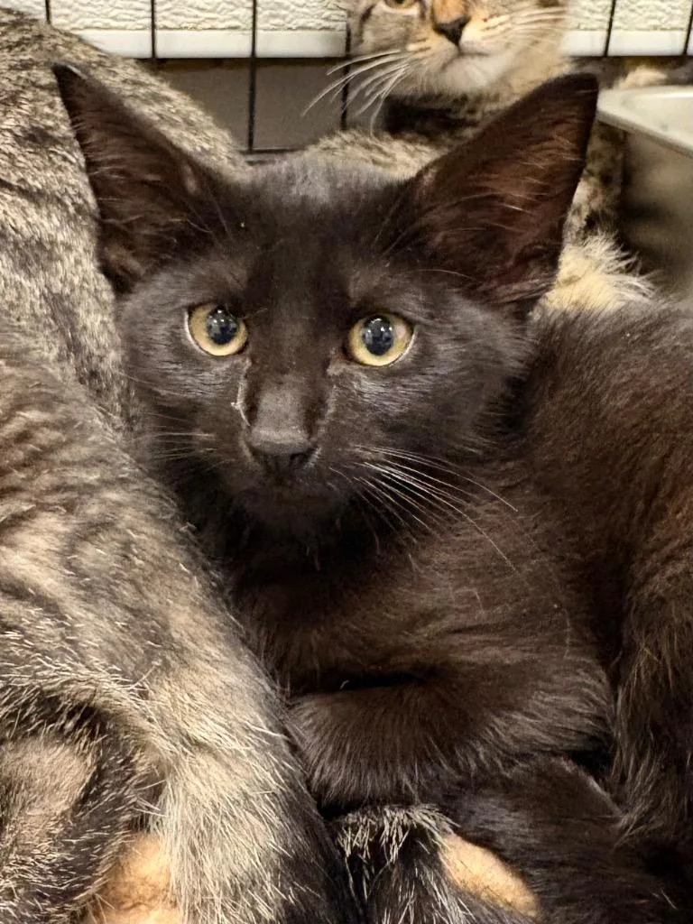 A baby medium-sized female Domestic Short Hair cat named Honeybee for adoption in Fall River, MA