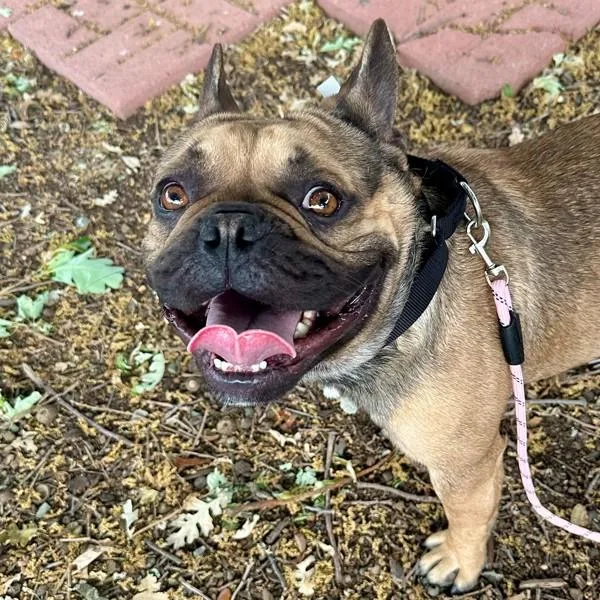 French Toast thumbnail 2