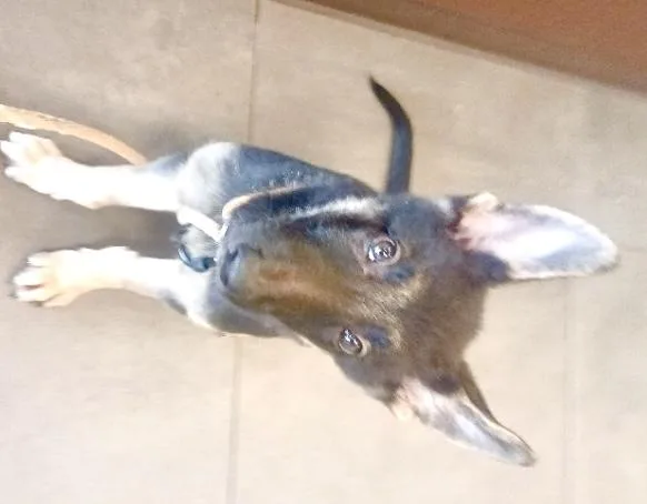 Loki thumbnail 3