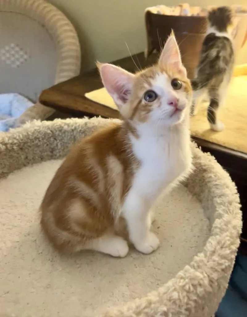 A baby small-sized male Tabby (Orange / Red) Domestic Medium Hair cat named Simon for adoption in Hillsboro, TX