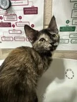 A young medium-sized female Tortoiseshell Domestic Short Hair cat named Octave for adoption in Manitowoc, WI