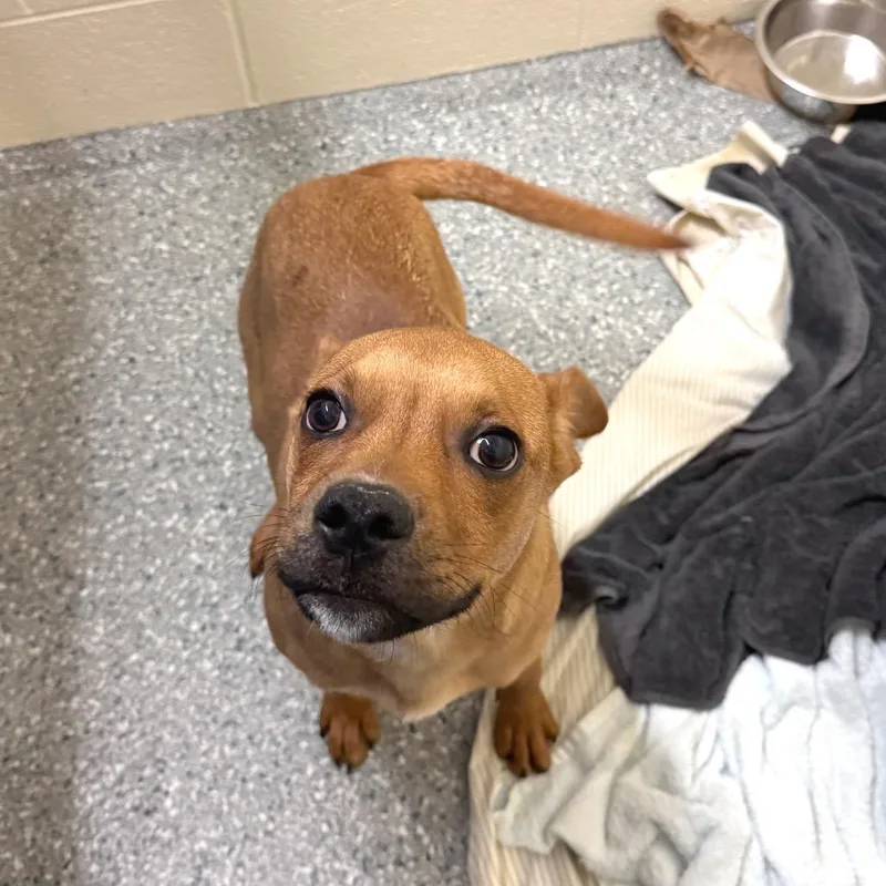 A baby small-sized male Mixed Breed dog named Snickers for adoption in Hendersonville, NC