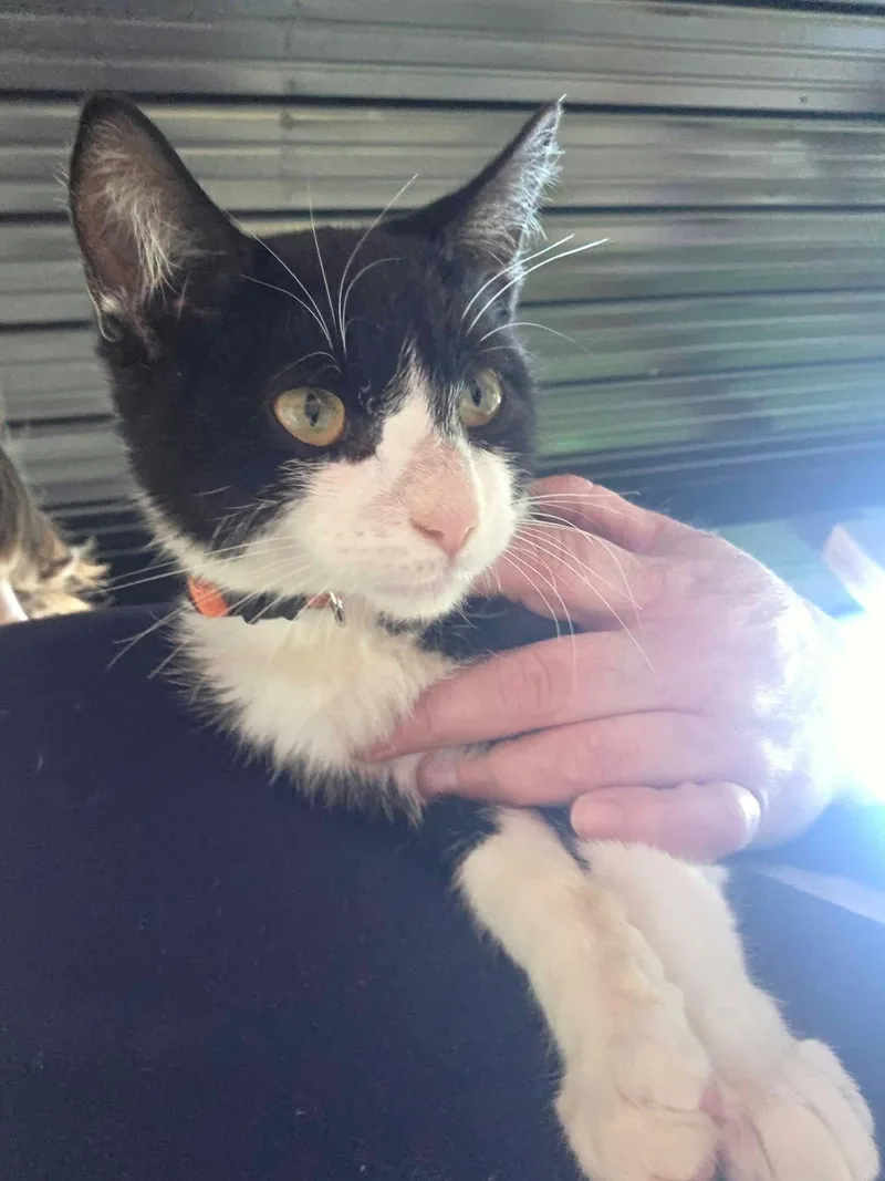 A young medium-sized male Black & White / Tuxedo Domestic Short Hair cat named Dodge for adoption in Logan, OH