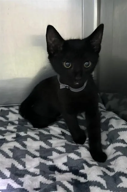 A baby small-sized male Domestic Short Hair cat named Waffles for adoption in Baldwin Park, CA