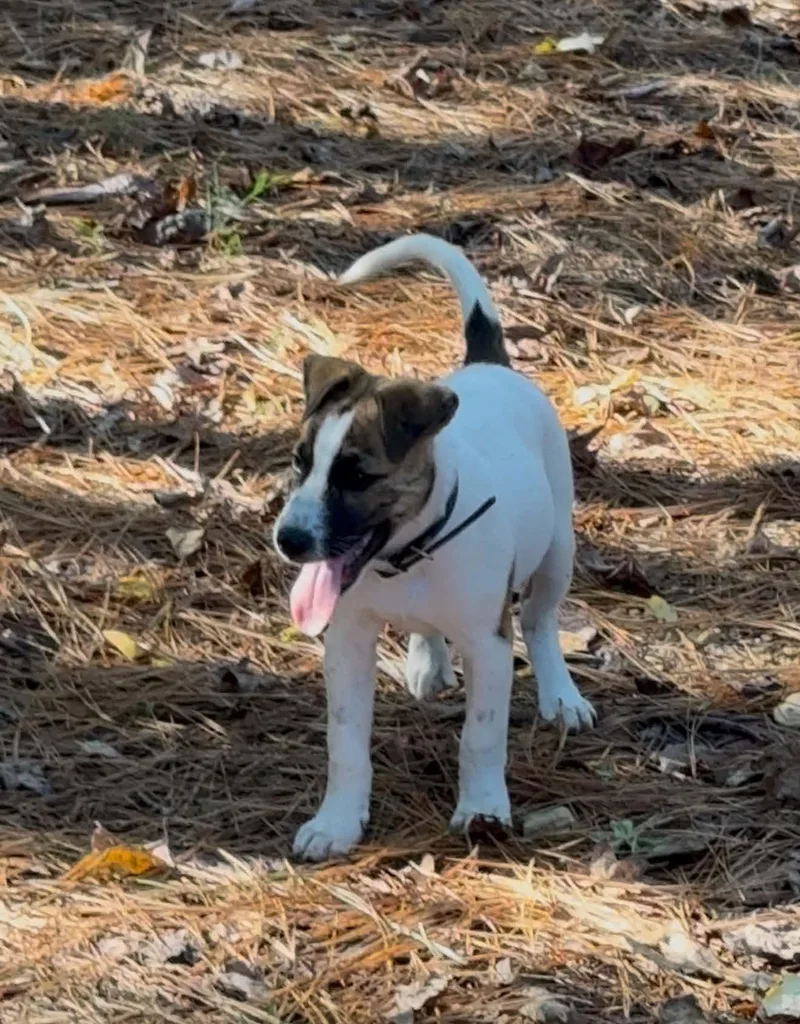 A young medium-sized female Boxer dog named Greenie for adoption in Hudson, FL