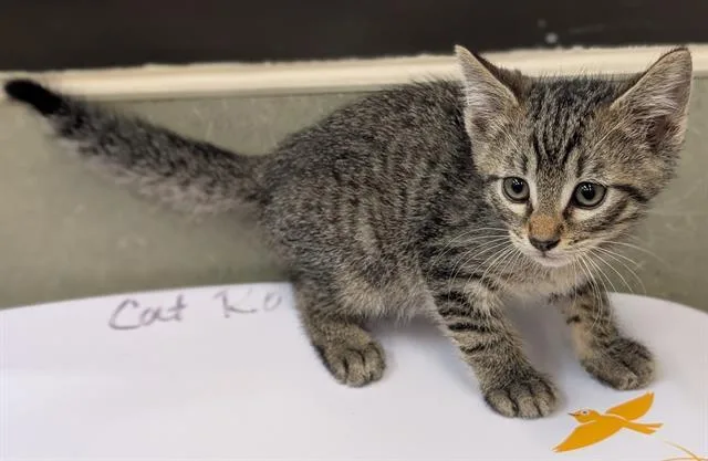 A baby small-sized male Domestic Short Hair cat named Cleopas for adoption in Moreno Valley, CA