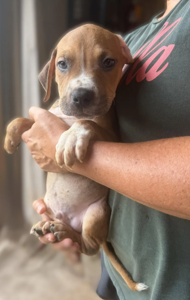 A baby medium-sized male Mixed Breed dog named Beckham for adoption in Jackson, MS