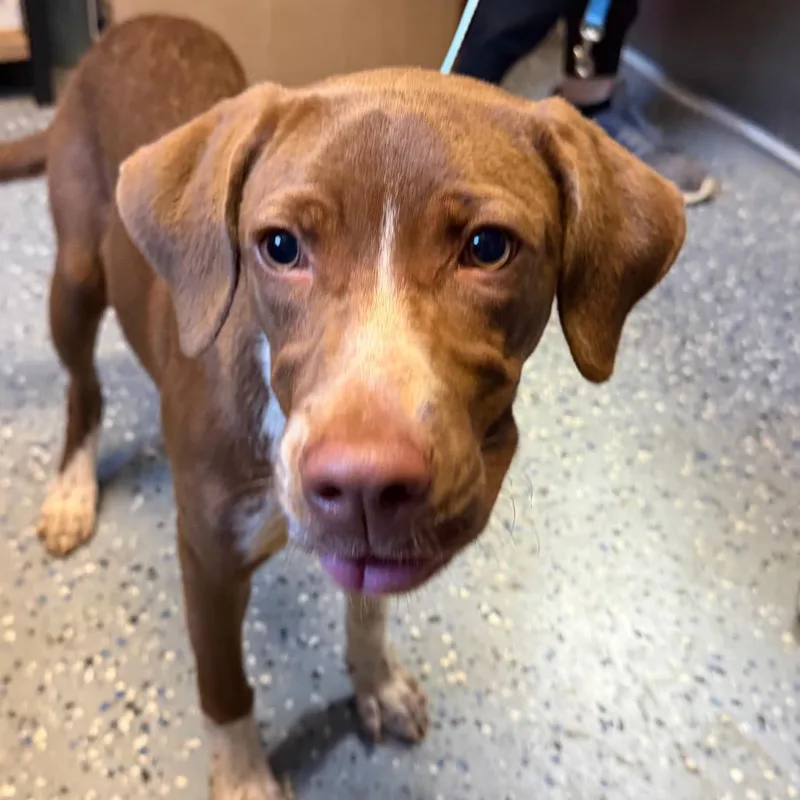 A young medium-sized female Brown / Chocolate Pointer dog named TUSCStray for adoption in Tuscaloosa, AL