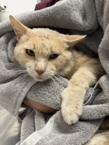 An adult medium-sized male Domestic Short Hair cat named Mcgruffin for adoption in Los Angeles, CA