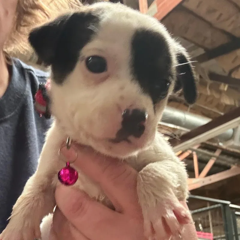 A baby small-sized female White / Cream Mixed Breed dog named Meadow for adoption in Tulsa, OK