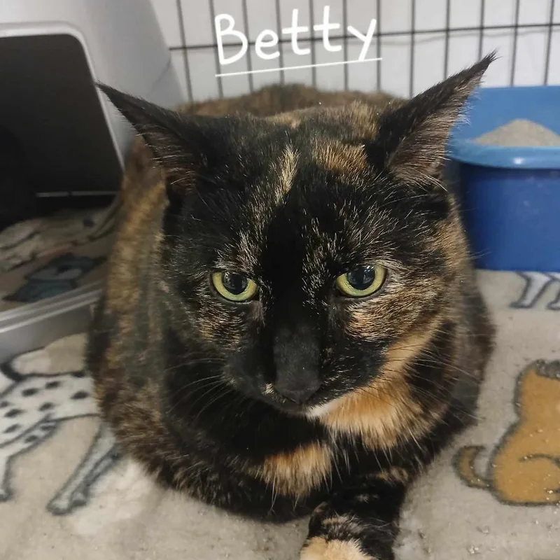 A senior large-sized female Domestic Short Hair cat named Betty for adoption in Richmond, IN