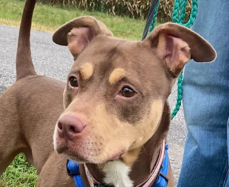 Mia Marvelous  Local