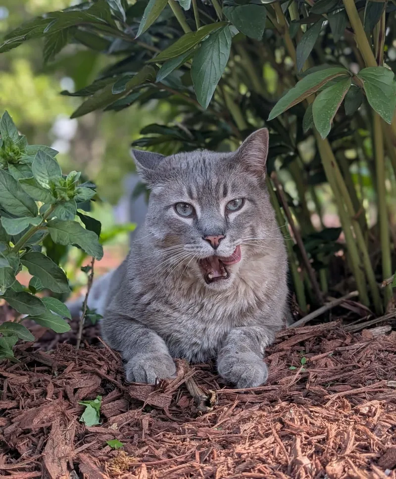 An adult extra large-sized male Tabby (Gray / Blue / Silver) Domestic Short Hair cat named Chip for adoption in Sioux Falls, SD