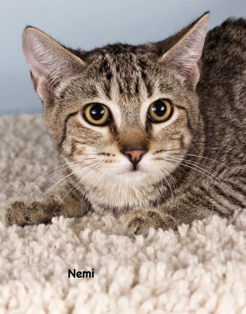 A baby small-sized female Domestic Short Hair cat named Nemi for adoption in Gilbert, AZ