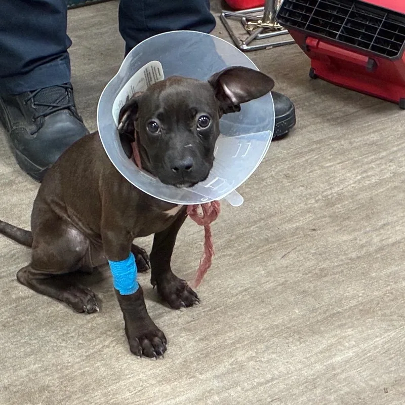 A baby small-sized female Brown / Chocolate Pit Bull Terrier dog named Evie for adoption in Pasadena, CA