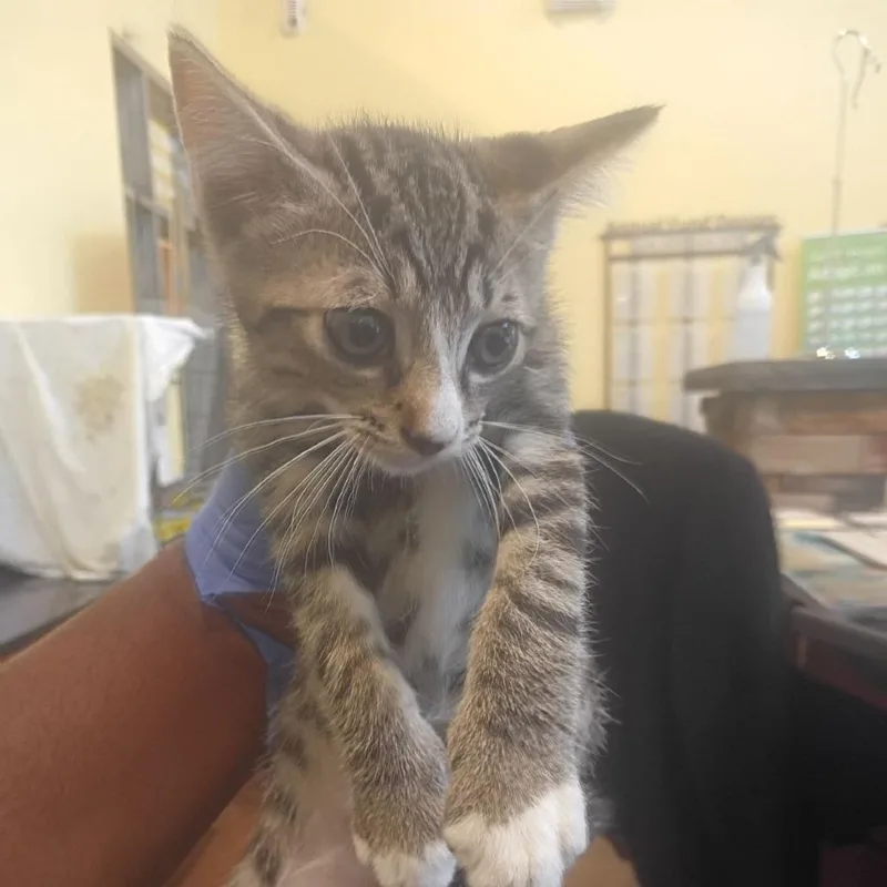 A baby small-sized male Brown / Chocolate Domestic Short Hair cat named Canopus for adoption in Lynchburg, VA