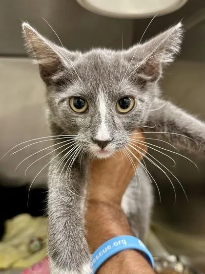 A baby medium-sized male Gray / Blue / Silver Domestic Short Hair cat named Dill for adoption in Wichita, KS