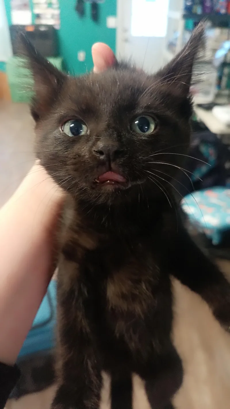 A young small-sized male Domestic Short Hair cat named Nyx for adoption in Wasilla, AK