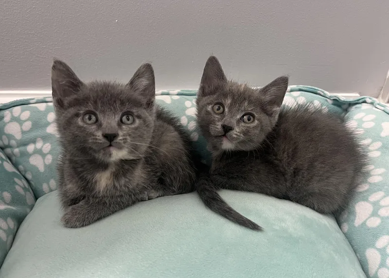 A baby medium-sized female Gray / Blue / Silver Domestic Short Hair cat named Kennedy for adoption in Chicago, IL