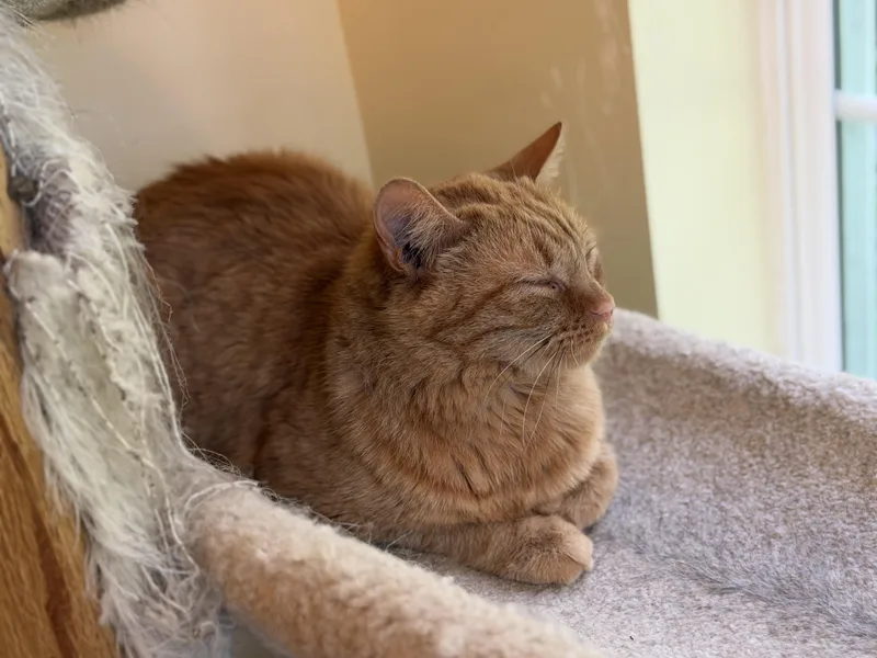 A young medium-sized male Tabby (Orange / Red) Domestic Short Hair cat named Roman for adoption in Plain City, OH